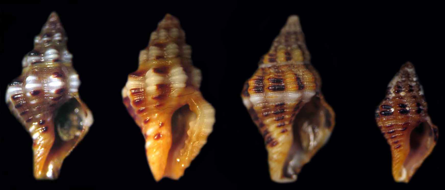 Ocinebrina o muricopsis?